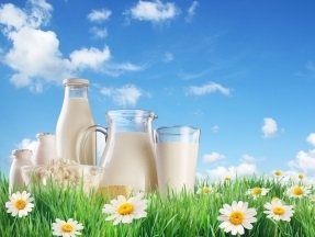 Сайт каталог оптовой молочной компании